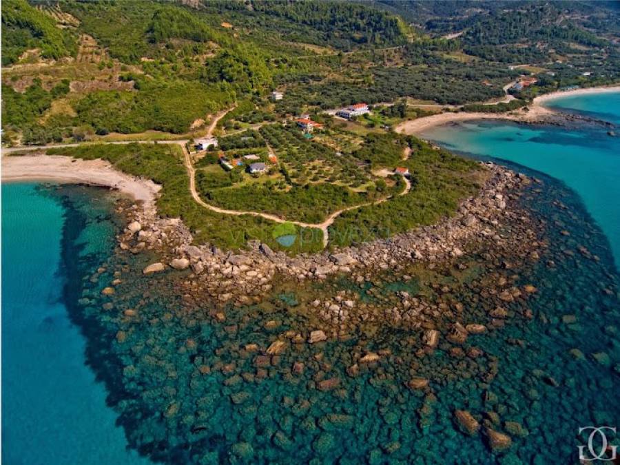 αγριελιες ριζα1 εικόνα άρθρου